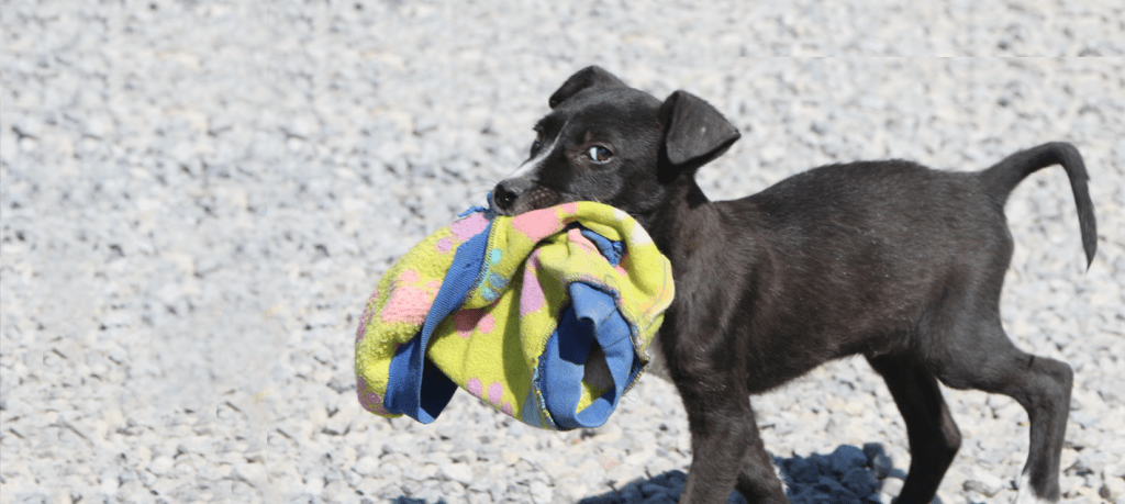 Helping Street Dogs In Mexico